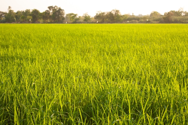 Árboles en campos de arroz.