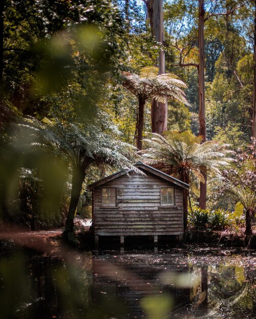 Foto Árboles y casa junto al lago en el bosque