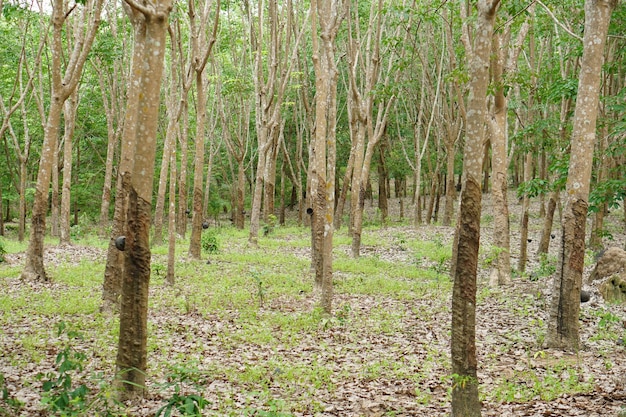 Los árboles de caucho cortan el agua para su procesamiento