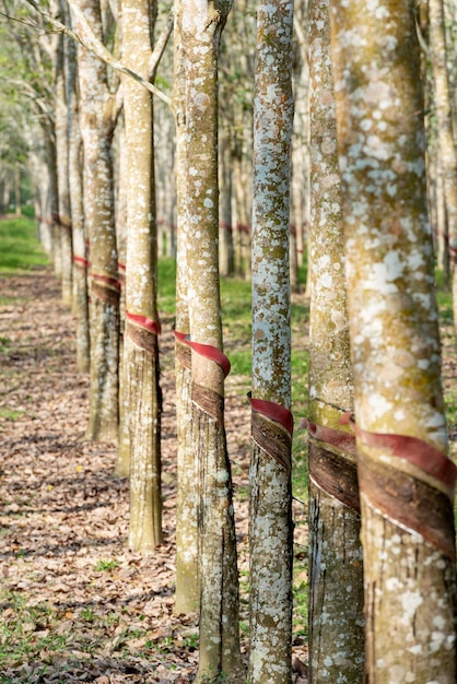 Foto Árboles de caucho con vasos de látex en la granja.