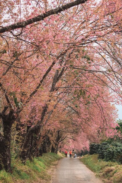 Foto los árboles de cereza en flor en el parque