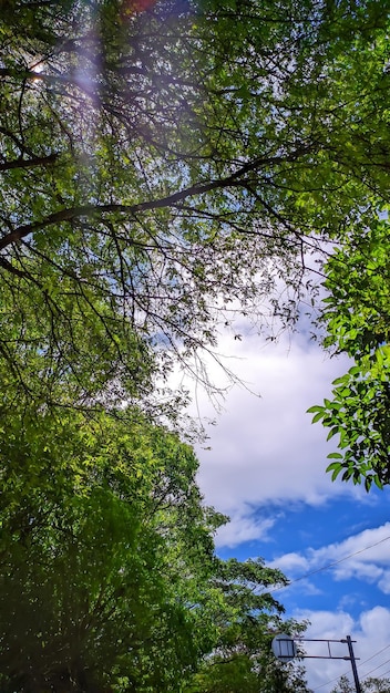 arboles con cielo azul de fondo