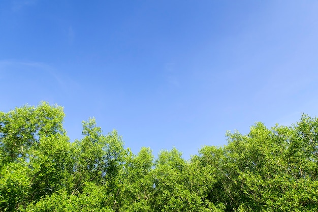 Árboles con cielo azul