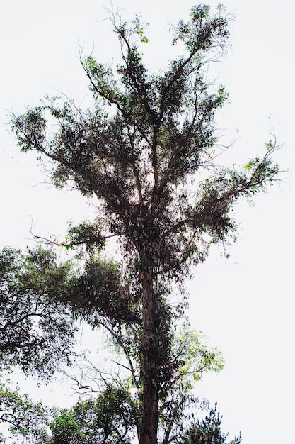 árboles en un cielo blanco