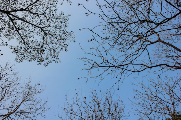 Los árboles en el cielo son como un árbol.