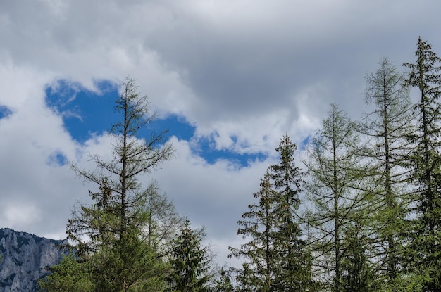 árboles y el cielo