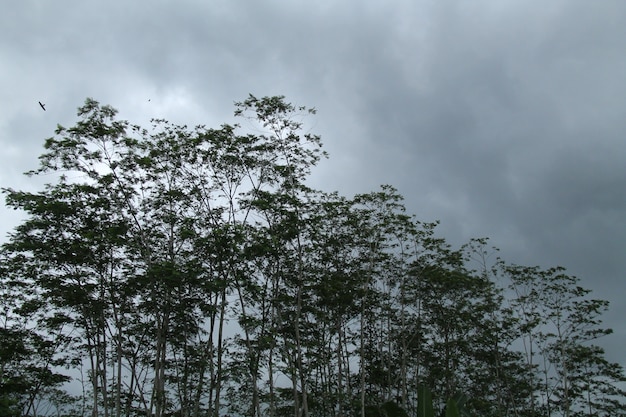 árboles y cielos nublados