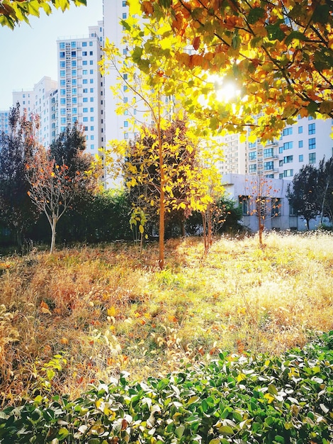 Foto Árboles en la ciudad durante el otoño