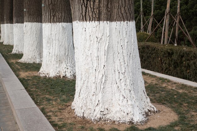 Los árboles en la ciudad son de color blanco con tronco.