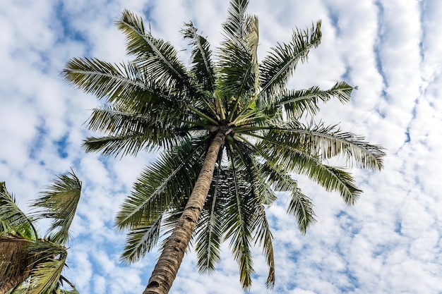 árboles de coco palmeras contra el cielo azul de la India