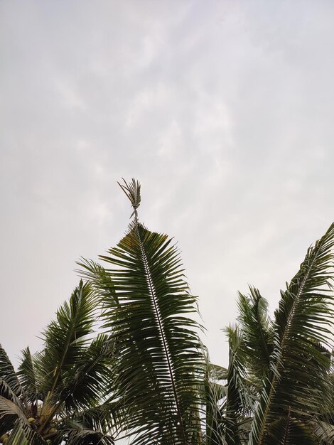 Árboles de coco y plantación de coco de cielo nublado