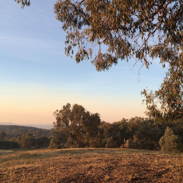 Foto Árboles en la colina al atardecer