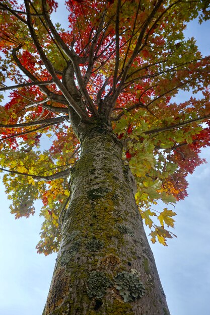 árboles con colores otoñales en la naturaleza en temporada de otoño