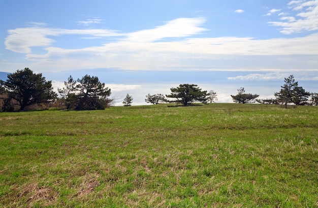 Árboles de coníferas de pino en el cielo nublado