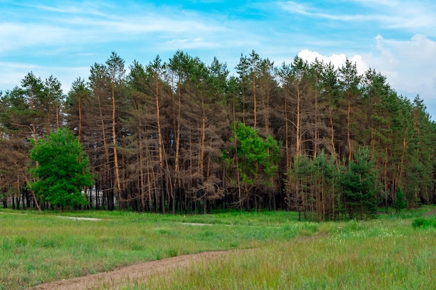 Los árboles de coníferas se quemaron durante un incendio sobre un fondo de hierba verde. El problema de los incendios forestales