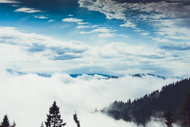 Foto Árboles coníferos en un bosque lluvioso de niebla