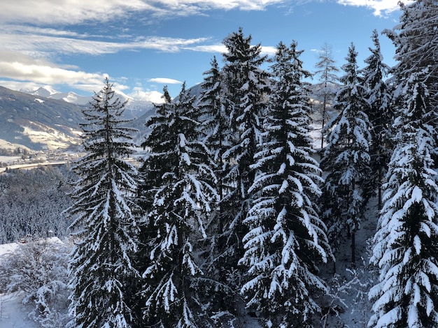 árboles coníferos cubiertos de nieve en las montañas Alpes, Austria