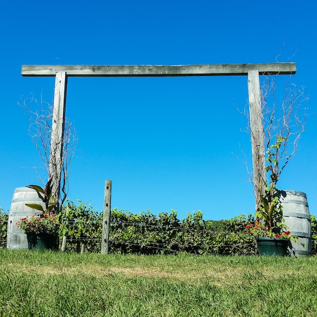 Foto los árboles contra el cielo azul claro