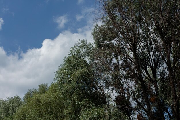 árboles contra el cielo azul