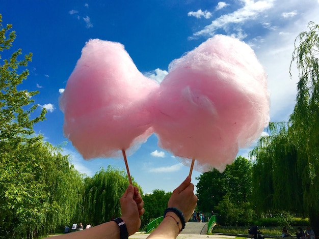 Árboles contra el cielo en un día soleado