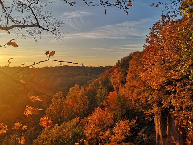 Foto Árboles contra el cielo durante el otoño