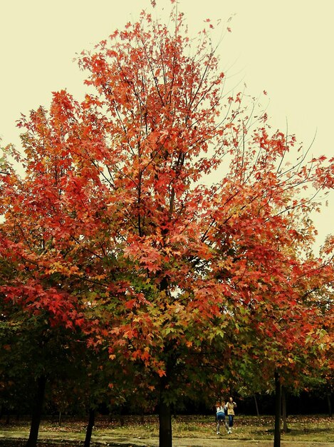 Foto Árboles contra el cielo durante el otoño