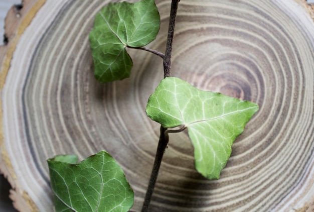 Los árboles cortados y las ramas de la hiedra. Decoración con estilo. Vendimia