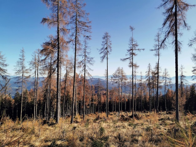 Foto los árboles crecen en el campo contra el cielo