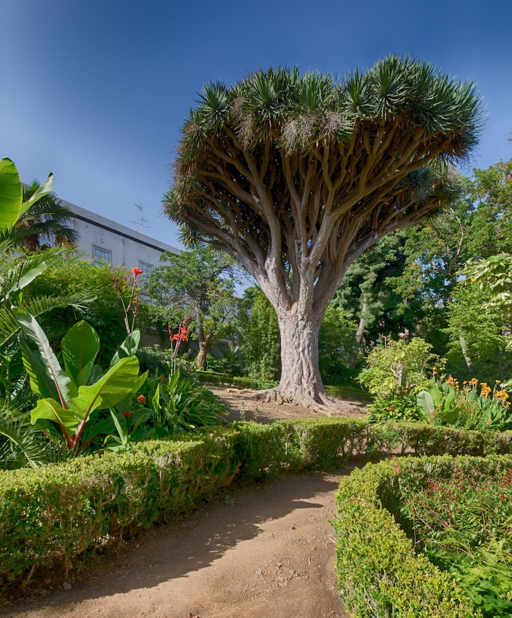 Foto los árboles crecen en el jardín contra el cielo