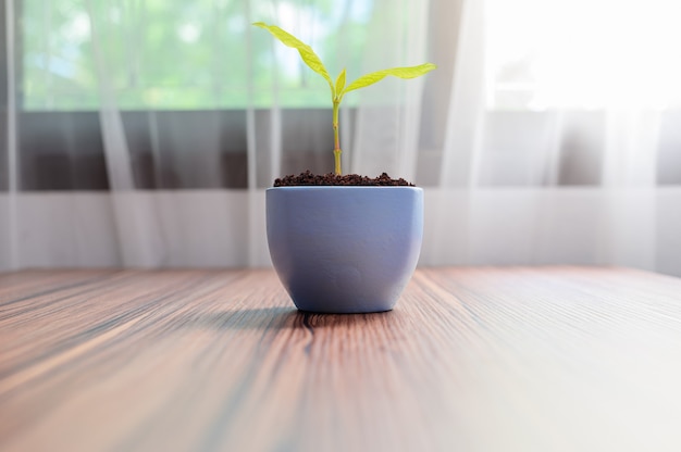 Los árboles crecen en macetas. Me encantan las plantas.