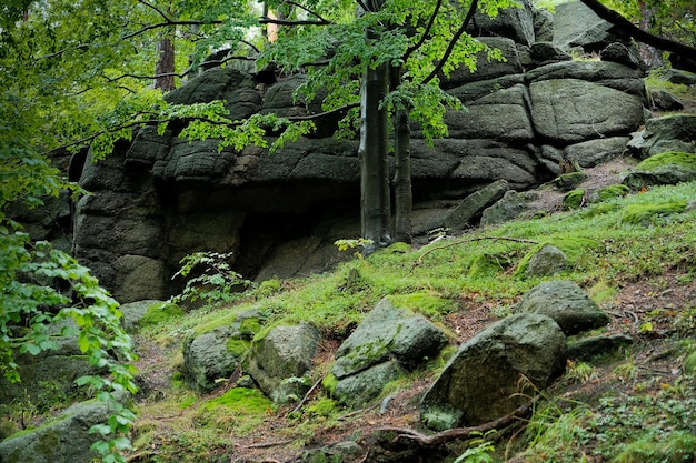 Los árboles crecen en una montaña de piedra niebla en las montañas roca con árboles niebla en el bosque