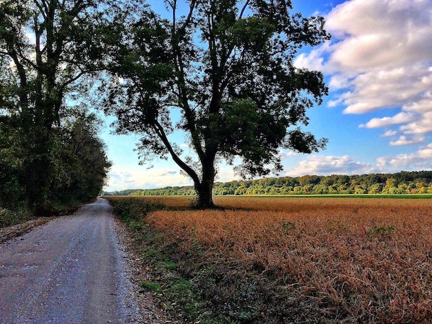 Foto Árboles creciendo en el campo por la calle contra el cielo