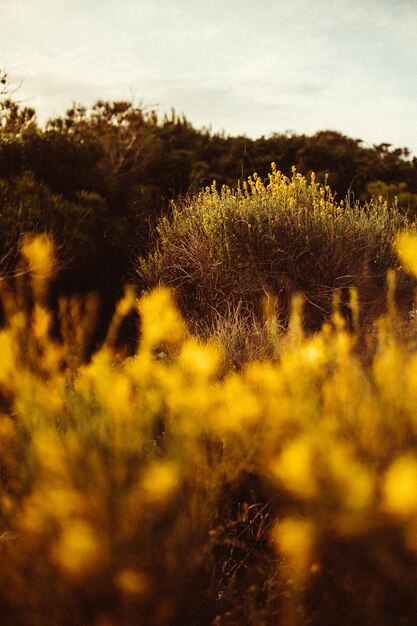 Foto Árboles creciendo en el campo contra el cielo