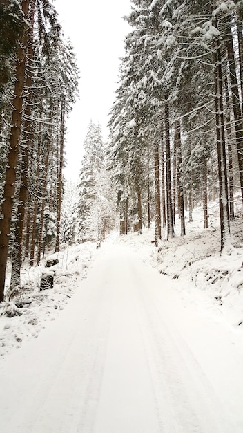 Árboles creciendo en el campo nevado