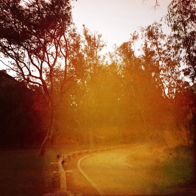 Foto Árboles creciendo en el campo en el parque