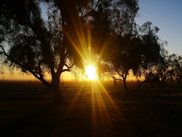 Foto Árboles creciendo en el campo durante la puesta del sol