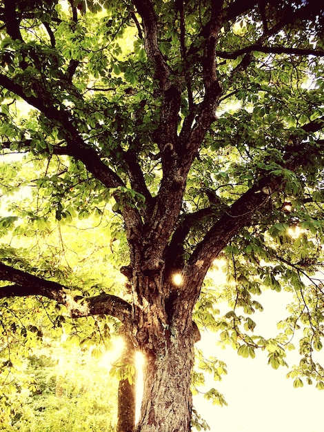 Foto Árboles creciendo a la luz del sol