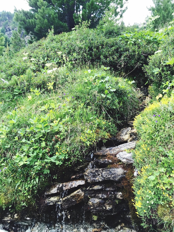 Foto árboles creciendo en un parque