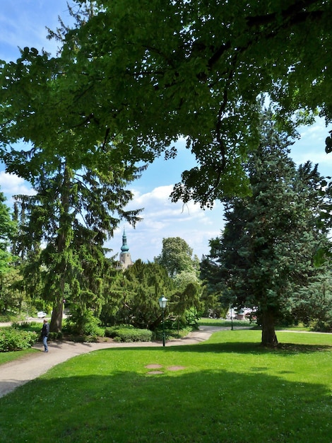 Foto Árboles creciendo en el parque