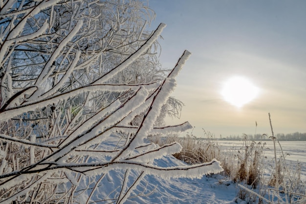 Árboles cubiertos de escarcha brillando a la luz del sol del atardecer. Un paisaje invernal pintoresco y magnífico.