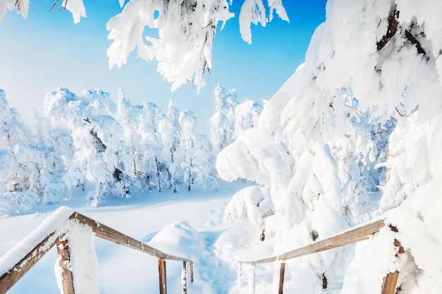 Árboles cubiertos de nieve en un bosque después de las nevadas. Hermoso paisaje de invierno.