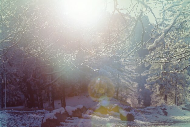 Foto Árboles cubiertos de nieve en el bosque de invierno