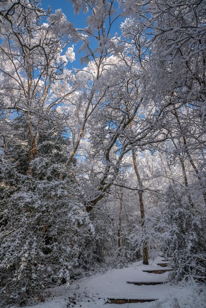 Foto Árboles cubiertos de nieve contra el cielo