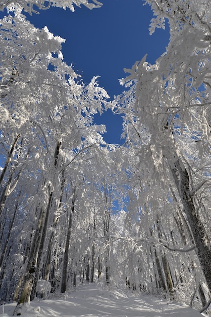 árboles cubiertos de nieve en las montañas