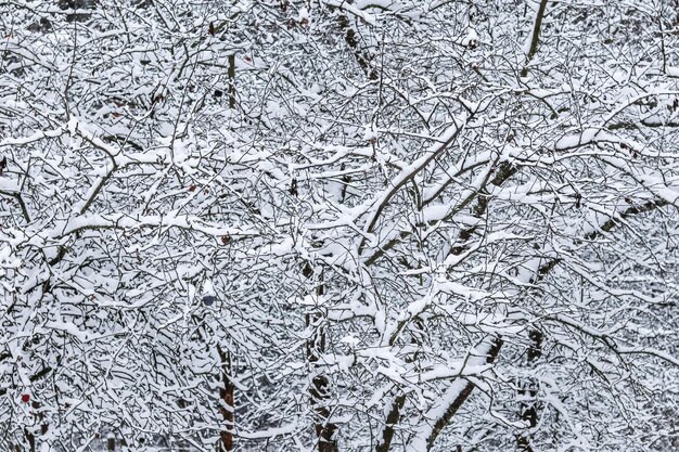árboles cubiertos de nieve ramas paisaje natural con nieve blanca y clima frío Nevadas en el parque de invierno