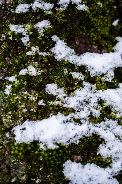 Foto Árboles cubiertos de nieve