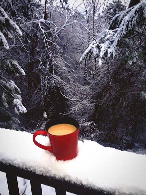 Foto Árboles cubiertos de nieve