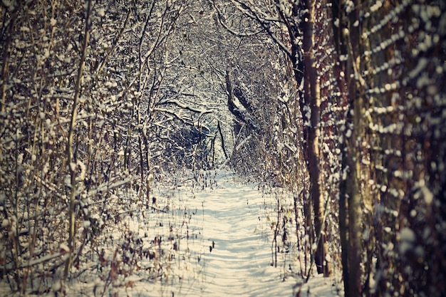 árboles cubiertos por la nieve