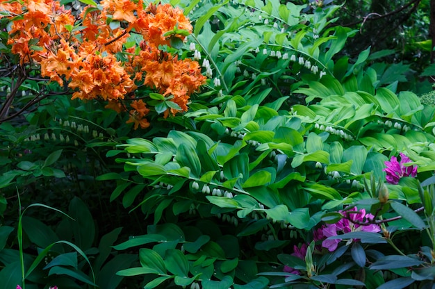 Árboles decorativos. arbustos y flores en el jardin