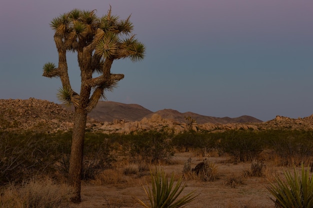 Foto Árboles en el desierto contra el cielo